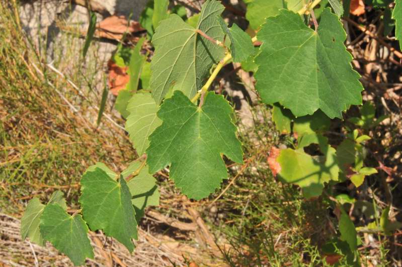 Vitis vinifera sl.